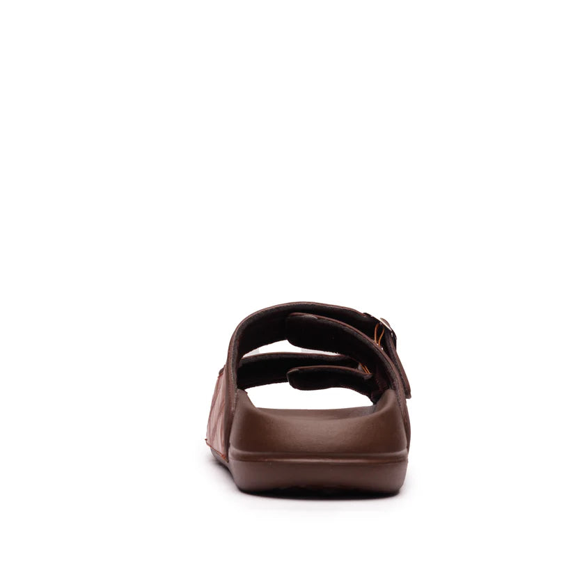 Monarch – Brown